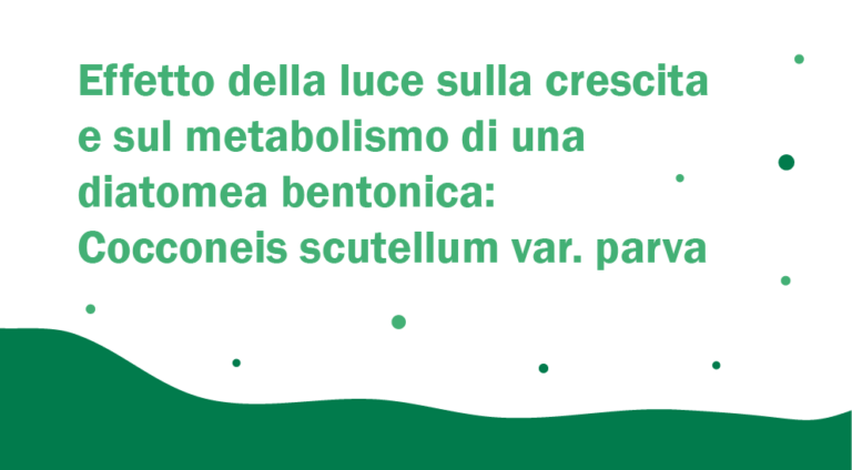 Effetto della luce sulla crescita e sul metabolismo di una diatomea bentonica: Cocconeis scutellum var. parva